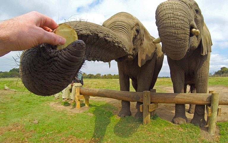 Les éléphants ont-ils une bonne mémoire ?