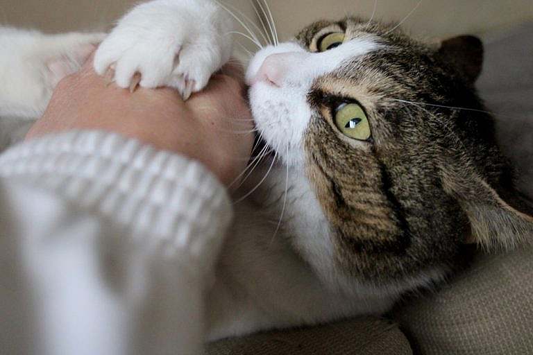 Comment les griffes des animaux se rétractent-elles ?